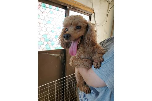 販売中のミニチュアプードルの親犬