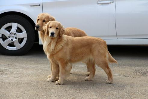 販売中のゴールデンレトリーバーの親犬
