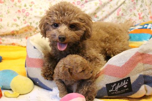 販売中のトイプードルの親犬