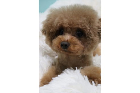 販売中のタイニープードルの親犬