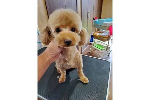 販売中のタイニープードルの親犬