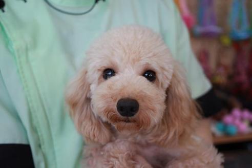 販売中のトイプードルの親犬