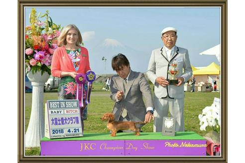 販売中のカニンヘンダックスフンド(ロングヘアード)の親犬