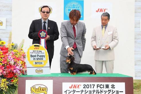販売中のミニチュアダックスフンド(ロングヘアード)の親犬