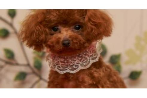 販売中のティーカッププードルの親犬