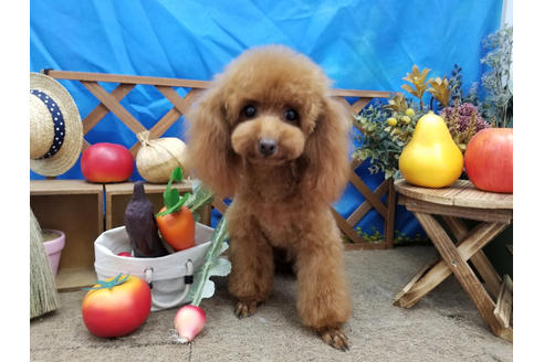 販売中のティーカッププードルの親犬