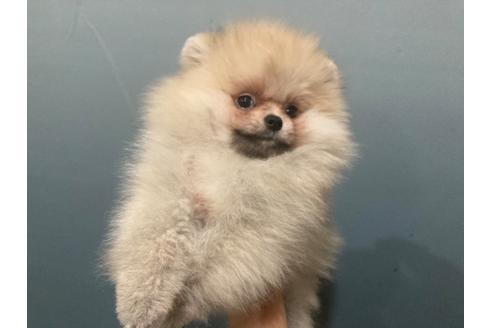 福岡県でポメラニアンの子犬を探す ブリーダーナビ