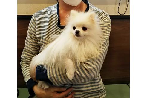 販売中のポメラニアンの親犬