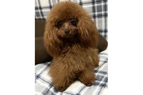 販売中のタイニープードルの親犬