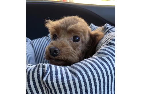販売中のタイニープードルの親犬