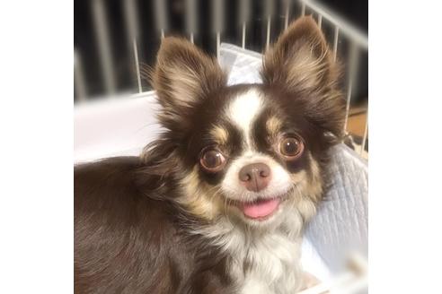 販売中のチワワ(ロングコート)の親犬