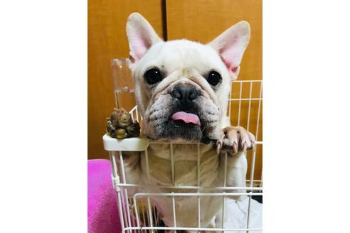 販売中のフレンチブルドッグの親犬