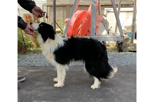 販売中のボーダーコリーの親犬
