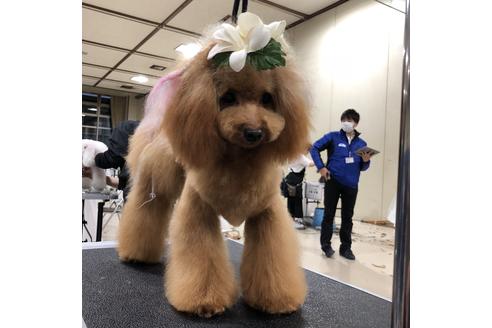 販売中のティーカッププードルの親犬