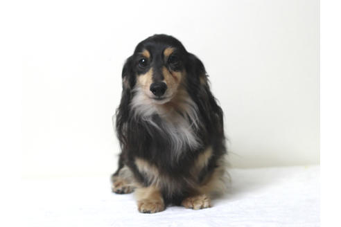 販売中のカニンヘンダックスフンド(ロングヘアード)の親犬