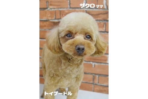 販売中のトイプードルの親犬