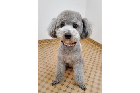 販売中のトイプードルの親犬