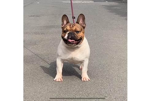 販売中のフレンチブルドッグの親犬