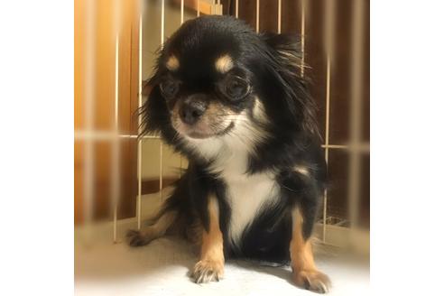 販売中のチワワ(ロングコート)の親犬