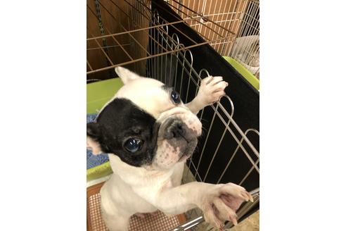 販売中のフレンチブルドッグの親犬