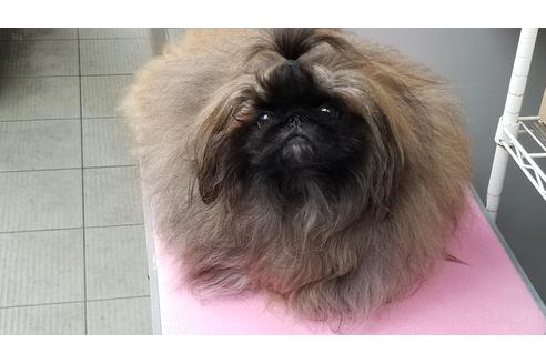 販売中のペキニーズの親犬