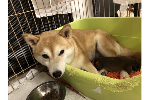 販売中の柴犬の親犬