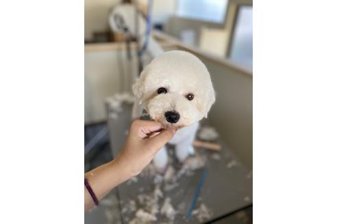 販売中のビションフリーゼの親犬