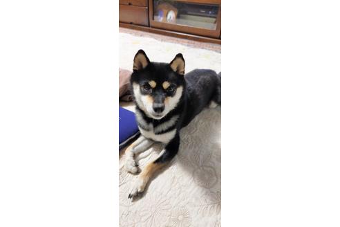 販売中の豆柴の親犬