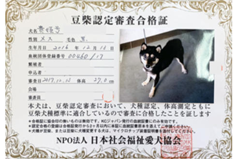 販売中の豆柴の親犬