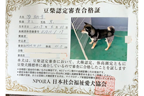 販売中の豆柴の親犬