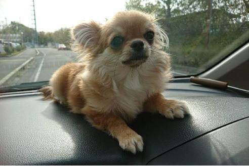販売中のチワワ(ロングコート)の親犬