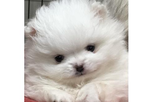 販売中のポメラニアンの親犬