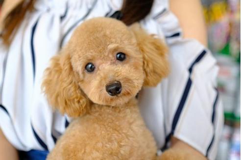 販売中のトイプードルの親犬