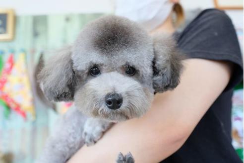 販売中のトイプードルの親犬