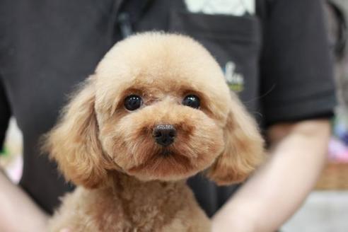 販売中のトイプードルの親犬