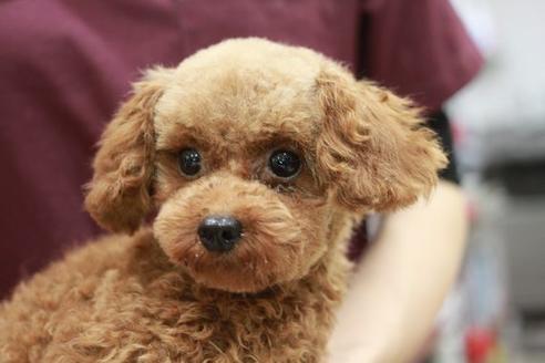 販売中のトイプードルの親犬