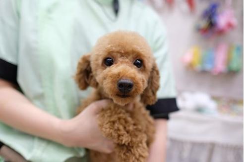 販売中のトイプードルの親犬