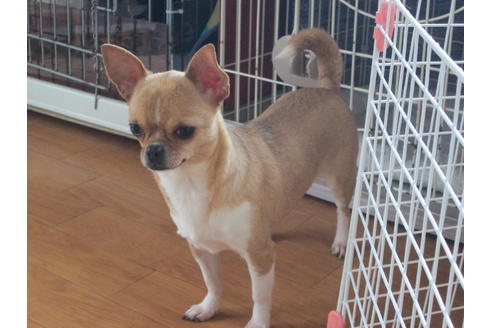 販売中のチワワ(スムースコート)の親犬