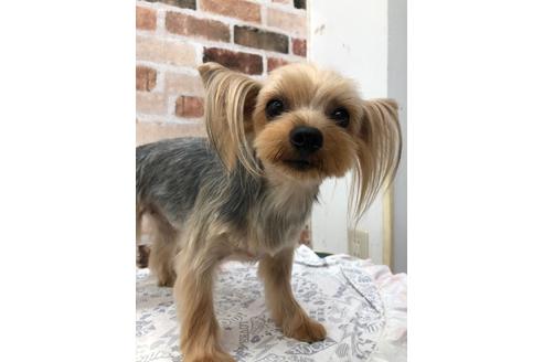 販売中のヨークシャーテリアの親犬
