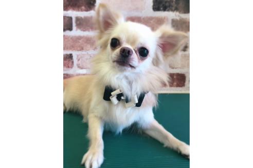 販売中のチワワ(ロングコート)の親犬