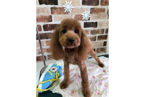 販売中のトイプードルの親犬