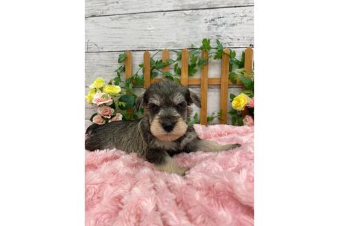 ミニチュアシュナウザーの子犬を探す（425ページ目