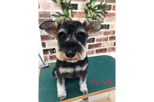 販売中のミニチュアシュナウザーの親犬