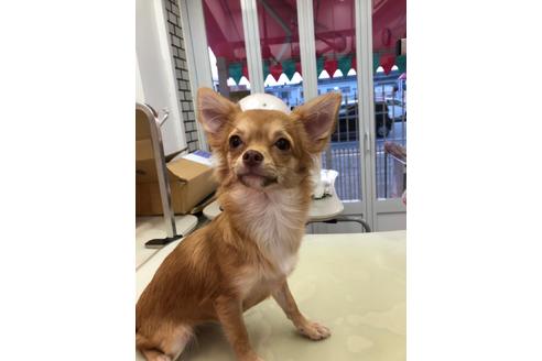 販売中のチワワ(ロングコート)の親犬