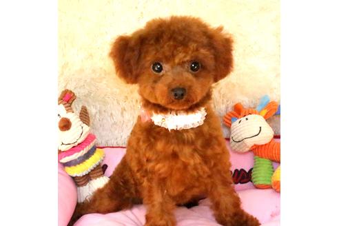 販売中のタイニープードルの親犬