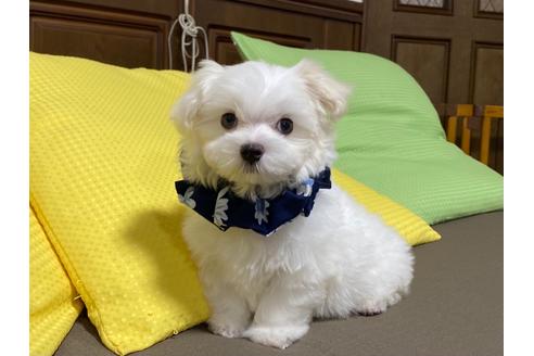 香川県のマルチーズ 男の子 09 05生まれ 超ドワーフのお顔の可愛いマルチーズ君 子犬id ブリーダーナビ 香川県のマルチーズ 男の子 09 05生まれ 超ドワーフのお顔の可愛いマルチーズ君 子犬id ブリーダーナビ
