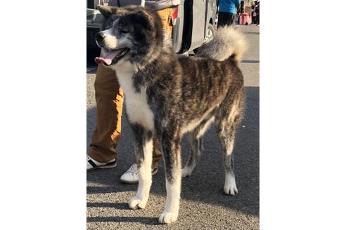 販売中の秋田犬の親犬