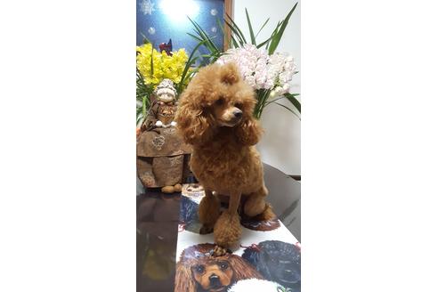 販売中のティーカッププードルの親犬