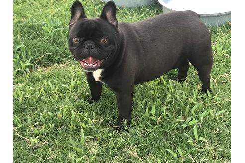 販売中のフレンチブルドッグの親犬