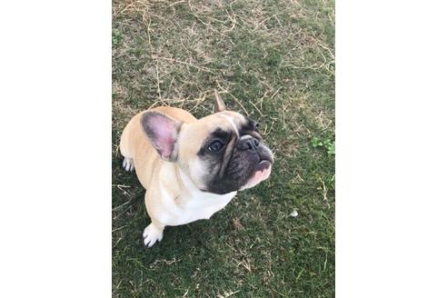 販売中のフレンチブルドッグの親犬